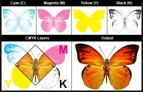 Изображение бабочки, разложенное по каналам CMYK
